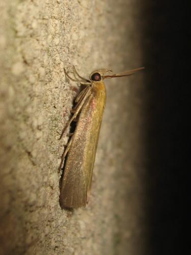 Oncocera semirubella