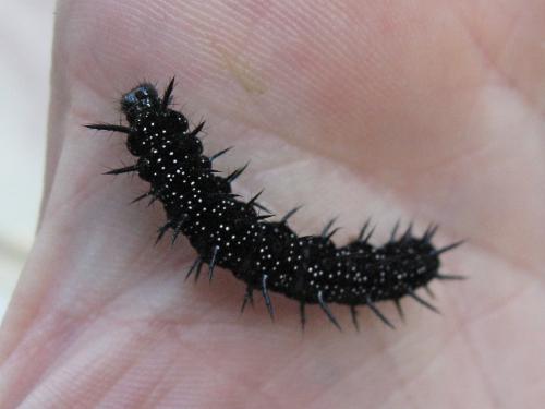 Aglais io