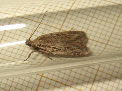 Réf. 189 872 : Depressaria daucella