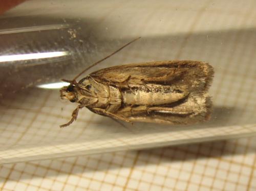 Depressaria daucella