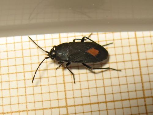 Réf. 189 723 : Aphanus rolandri