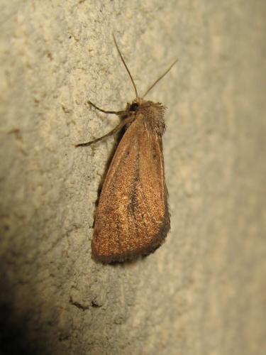 Coenobia rufa