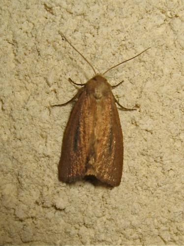Coenobia rufa