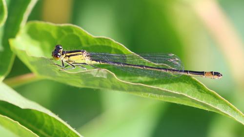 Ischnura elegans