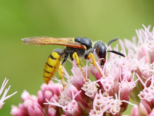 Réf. 189 907 : Philanthus triangulum