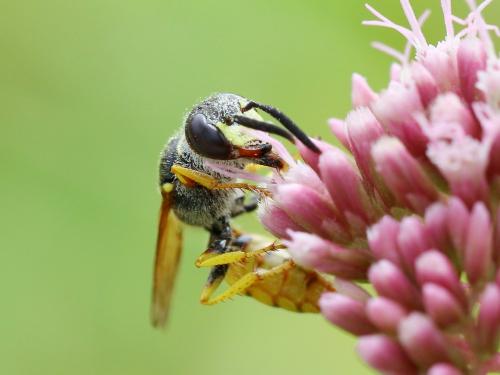 Réf. 189 908 : Philanthus triangulum