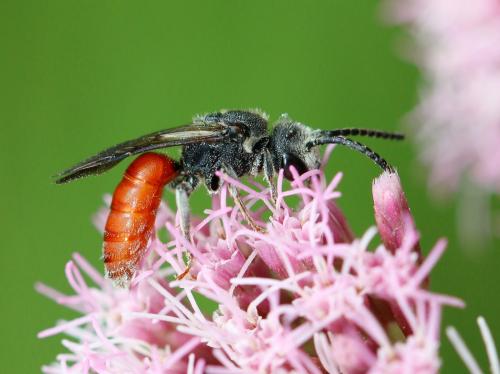Réf. 189 823 : Sphecodes sp.