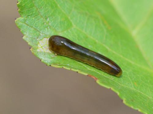 Caliroa cerasi