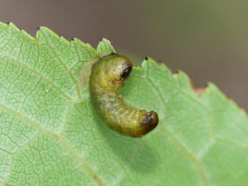 Caliroa cerasi