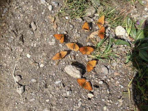 Argynnis sp.