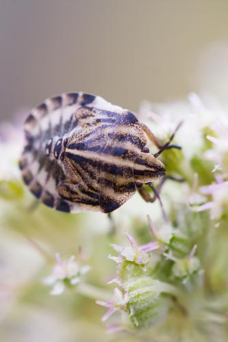 Réf. 189 615 : Graphosoma italicum