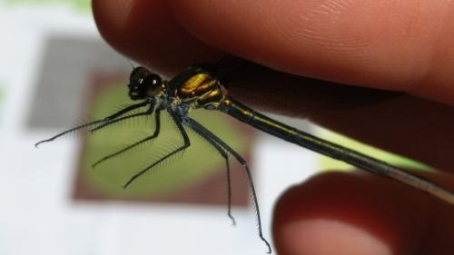 Calopteryx virgo