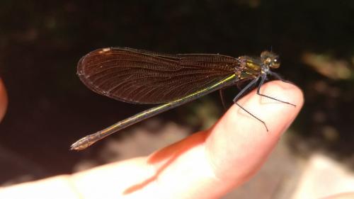 Calopteryx virgo