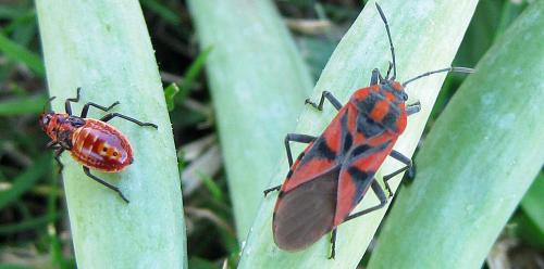 Spilostethus furcula