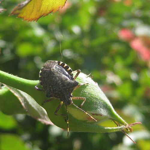 Réf. 189 869 : Halyomorpha halys