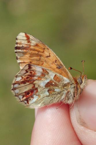 Réf. 189 726 : Boloria pales