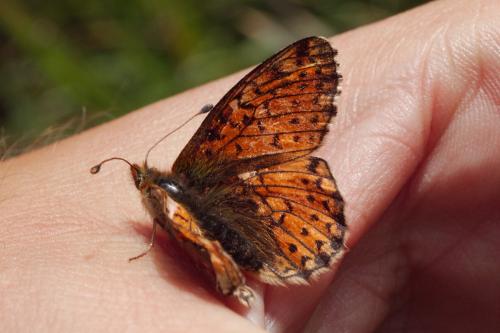 Réf. 189 727 : Boloria pales