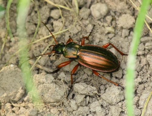 Carabus auratus