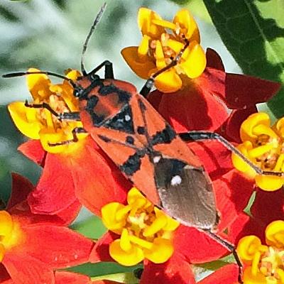 Spilostethus pandurus