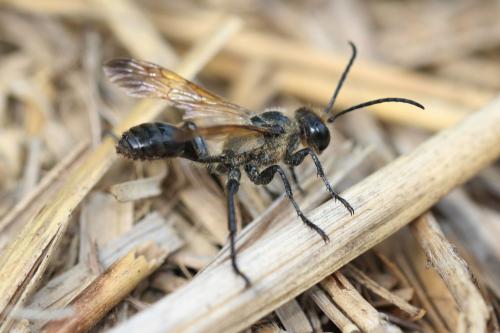 Isodontia paludosa
