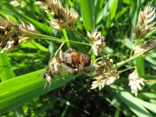 Xysticus sp.
