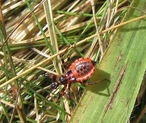 Réf. 189 360 : Rhynocoris sp.