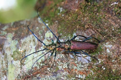 Réf. 189 030 : Aromia moschata