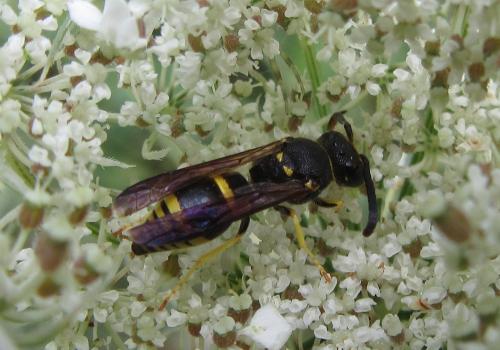 Réf. 189 264 : Eumeninae inconnu