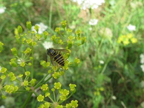 Dolichovespula sp.