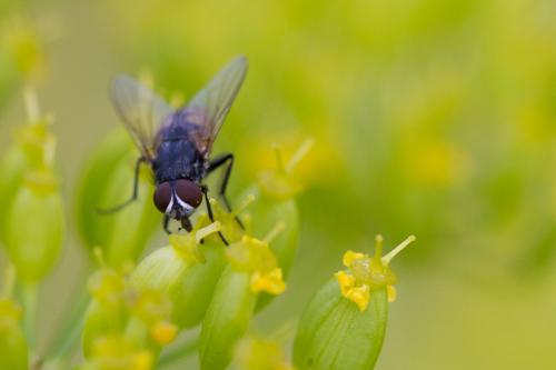 Musca autumnalis