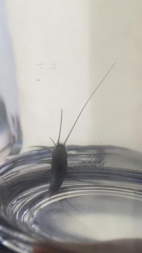 Ctenolepisma lineata