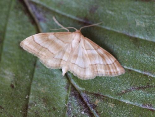 Réf. 189 922 : Idaea circuitaria