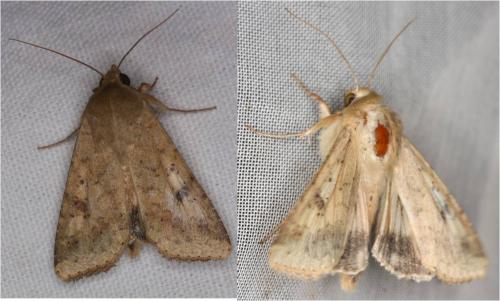 Helicoverpa armigera
