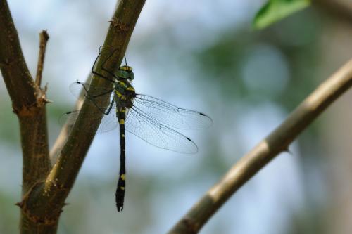 Réf. 189 052 : Macromia splendens