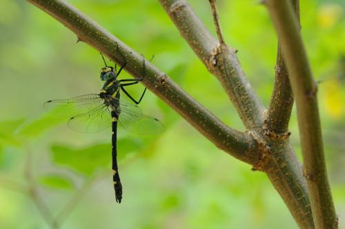 Macromia splendens