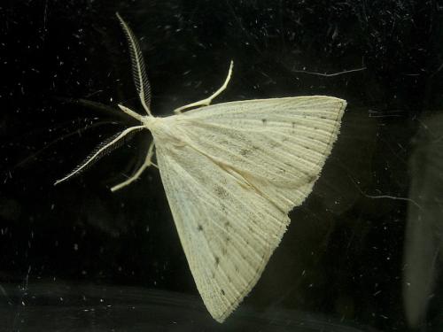 Réf. 189 614 : Macrochilo cribrumalis
