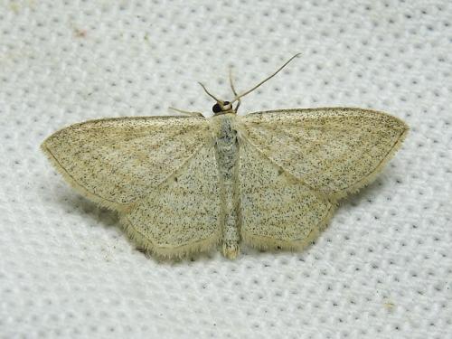 Réf. 189 610 : Scopula virgulata