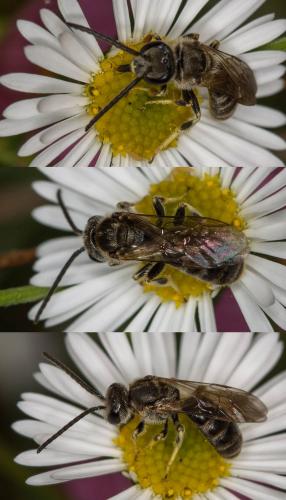 Lasioglossum sp.