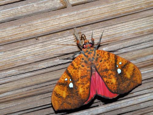 Miniodes discolor