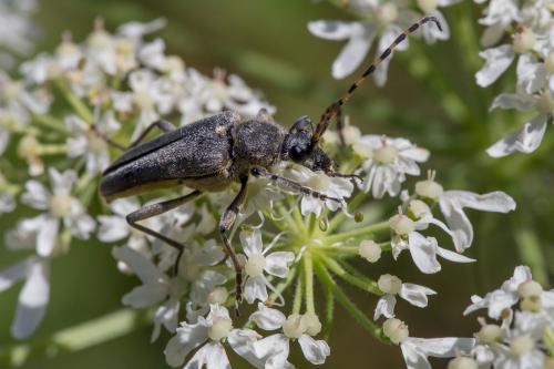 Lepturobosca virens