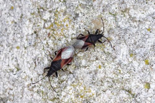 Réf. 189 156 : Oxycarenus lavaterae