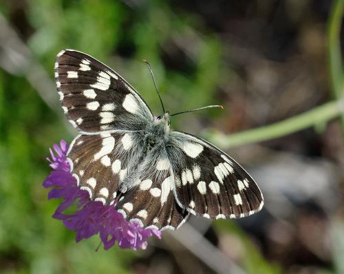 Melanargia galathea