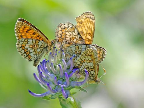 Réf. 189 455 : Melitaea sp.