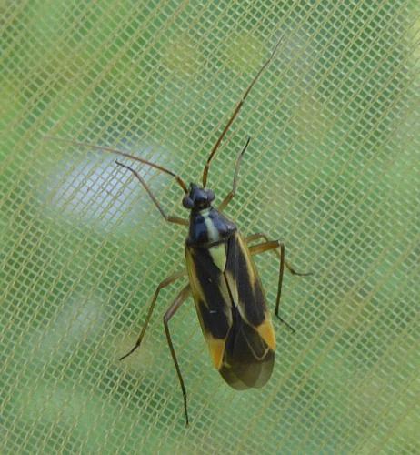 Stenotus binotatus