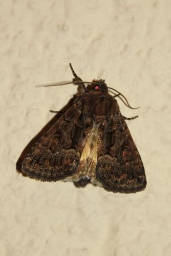 Réf. 189 969 : Thalpophila matura