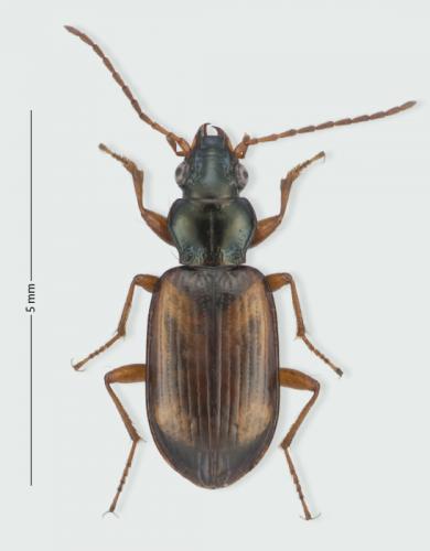 Réf. 189 874 : Bembidion saxatile saxatile