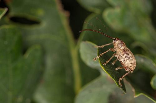 Curculio elephas