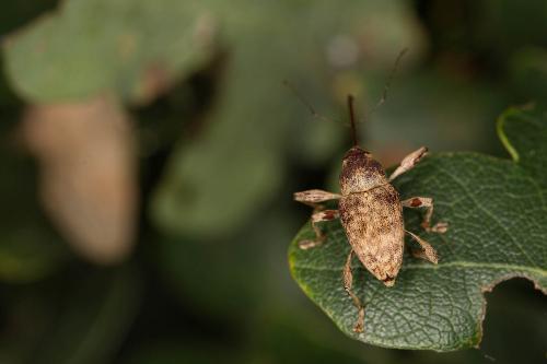 Réf. 189 514 : Curculio elephas