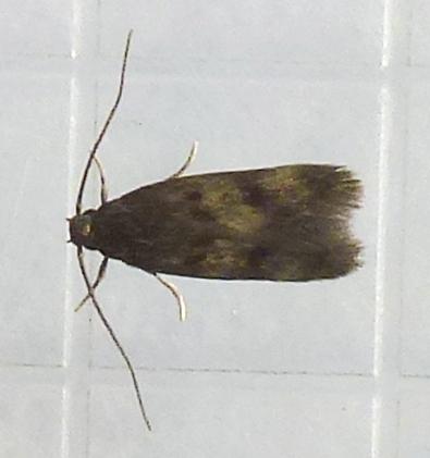 Borkhausenia fuscescens
