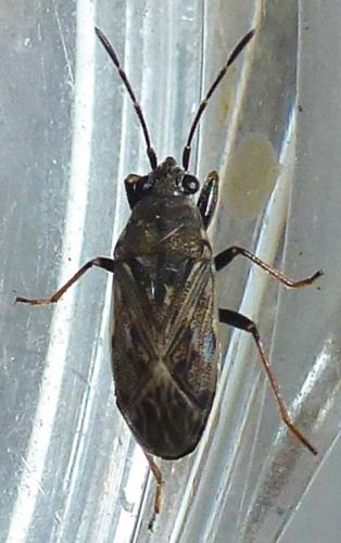Réf. 189 941 : Peritrechus gracilicornis